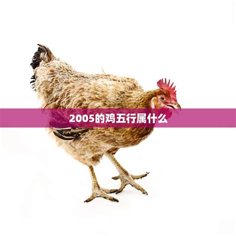 2005属什么|2005属鸡五行属什么命 2005属鸡五行属什么命缺什么